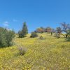 Proyecto Pumanque - Imagen 3