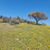 Proyecto Pumanque - Imagen 5